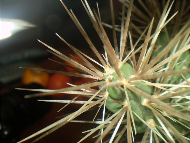 kaktus